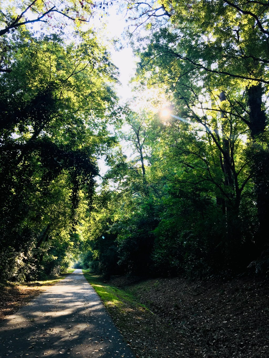 The forest for the&nbsp;trees.